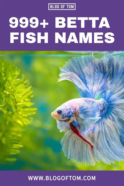 999+ Betta Fish Names (Funny & Cute Ideas For Boys & Girls)