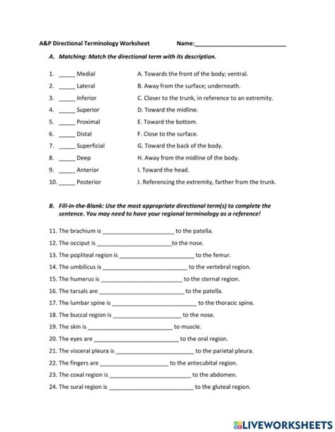A&p Directional Terminology Worksheet Answers