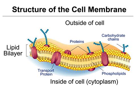 A): Schematic illustration of a cell membrane out of a phospholipid ...