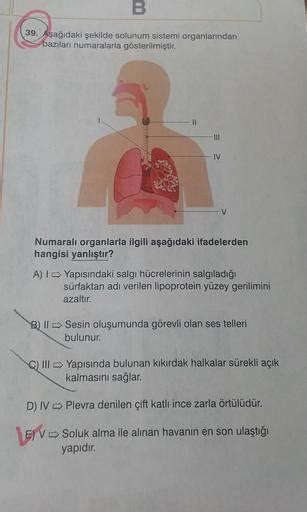 Aşağıdakilerden hangisi solunum sistemi organlarından biridir