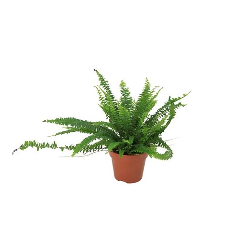 Aşk Merdiveni (20~40 cm). 