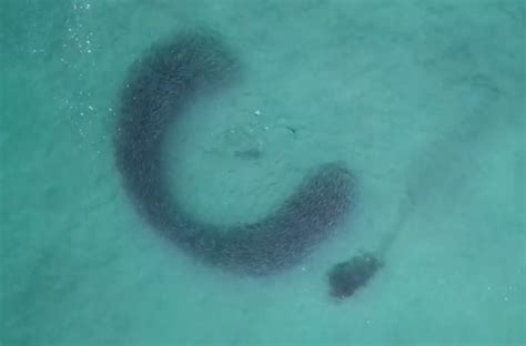 A 'fleeting moment' captured: Sea lion dances with bait ball near La Jolla shores
