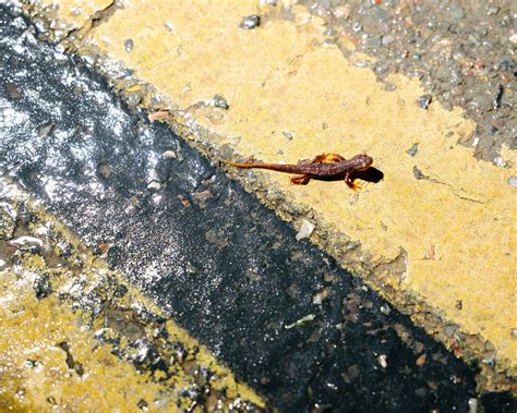 A ‘Big Night’ for Newts, and for a California Newt Brigade