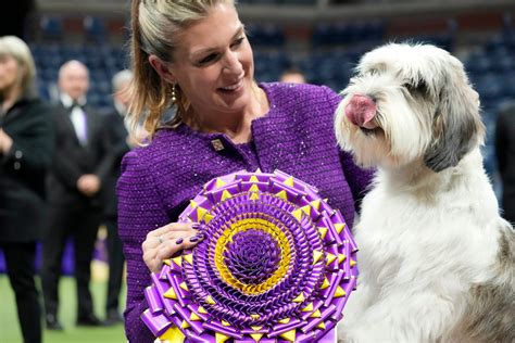 A ‘PBGV’ wins Westminster dog show, a first for the breed