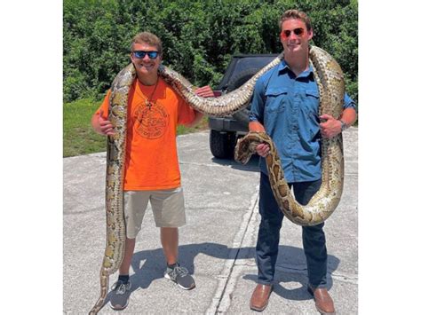 A 19-foot Burmese python is the longest ever to be wrangled in Florida