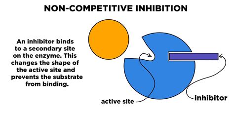 A 2 Noncompetitive Inhibition