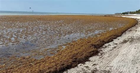 A 5,000-mile-wide blob of seaweed is headed for Florida, threatening tourism across the Caribbean