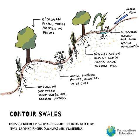 A Beginner’s Guide to Creating Contour Swales - Live to Plant - raincitystudios.com