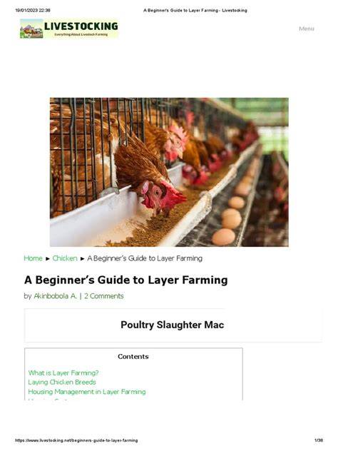A Beginner’s Guide to Layer Farming - Livestocking - raincitystudios.com