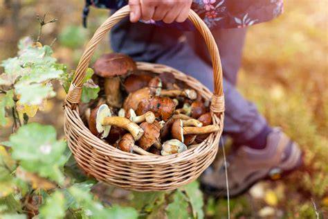 A Beginner’s Guide to Mushroom Foraging - A … - raincitystudios.com