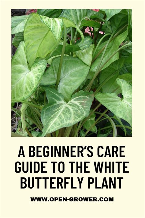 A Beginner’s Care Guide to the White Butterfly Plant