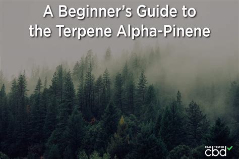A Beginner’s Guide to the Terpene Alpha-Pinene