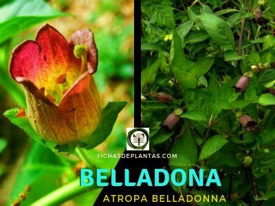 A Belladona IR