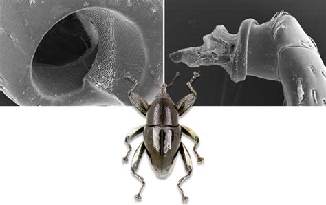 A Biological Screw in a Beetle s Leg