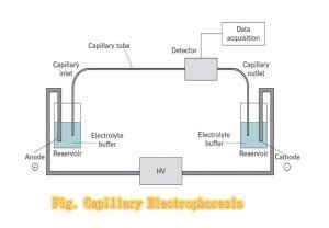 A Brief Introduction to Capillary Electrophoresis