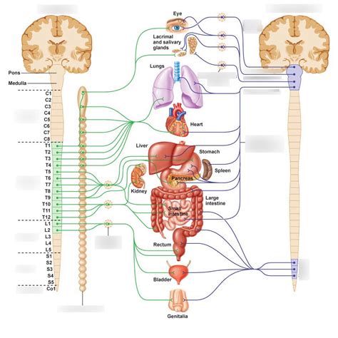 A Brief Overveiw of Autonomic Nervous System
