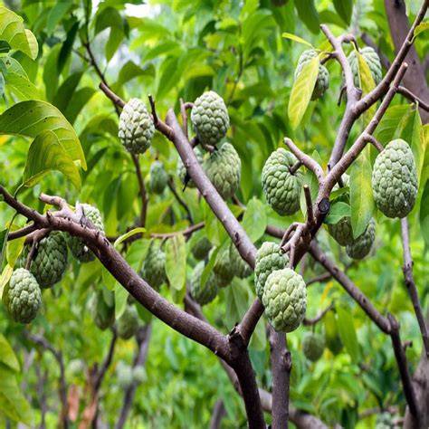 A Case Study on a 14-Hectare Sugar Apple Orchard Using - raincitystudios.com