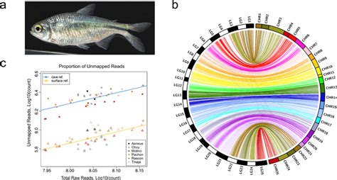 A chromosome-level genome of Astyanax mexicanus surface fish for ... - muktibox.com