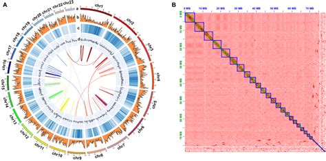 A chromosome-level genome of - Nature - muktibox.com