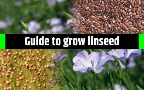 A Complete Guide on Flaxseed Cultivation - Krishi Jagran - raincitystudios.com