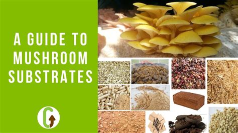 A Complete Guide to Mushroom Substrates - GroCycle - raincitystudios.com
