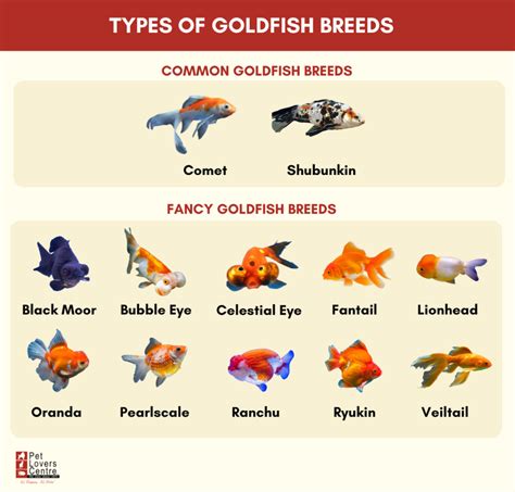 A Comprehensive Guide to Goldfish Breeds and Varieties - raincitystudios.com