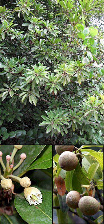 A comprehensive review on the medicinal properties of Manilkara zapota ... - raincitystudios.com