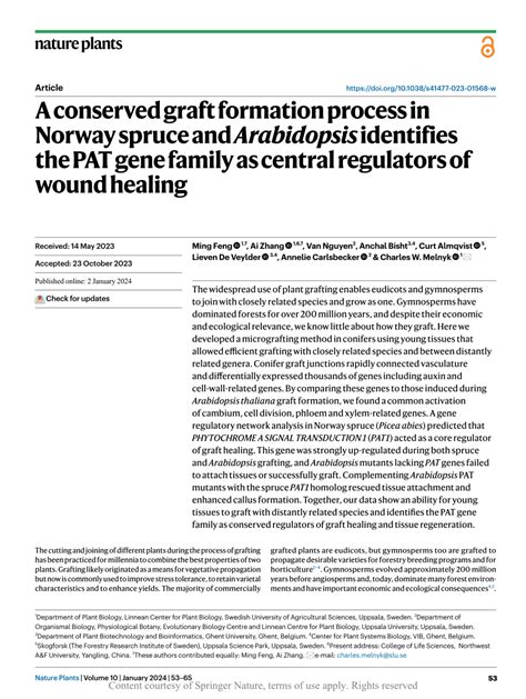 A conserved graft formation process in Norway spruce and - raincitystudios.com