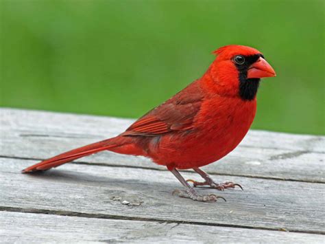 A Cardinal That