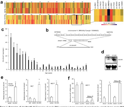 A Circular RNA Binds To and Activates AKT Phosphorylation and …