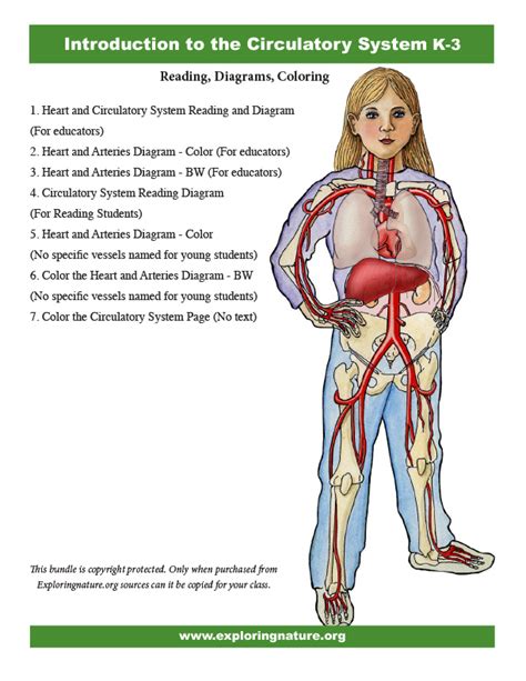 A Circulatory System Introduction for K3