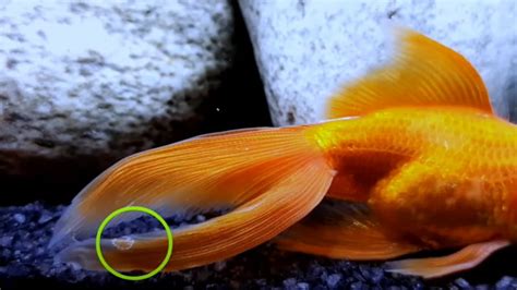 A Closer Look at Tail and Fin Rot - Happy Goldfish