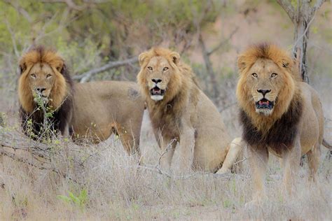 A Coalition of Lions