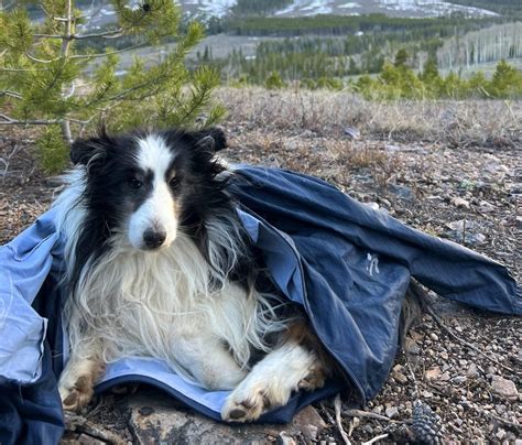 A Colorado man’s dog ran off after his wife died. It survived 5 weeks in the Rocky Mountains before being rescued by a hiker.