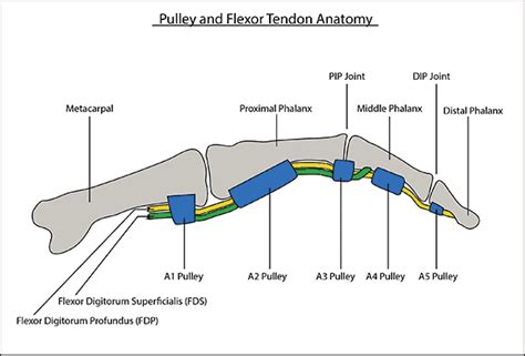 A Comparative Review of Pulley Injury Literature - Tension Climbing