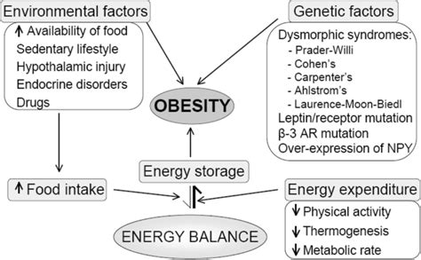 A Comparison of Obesity Interventions Using Energy Balance Models