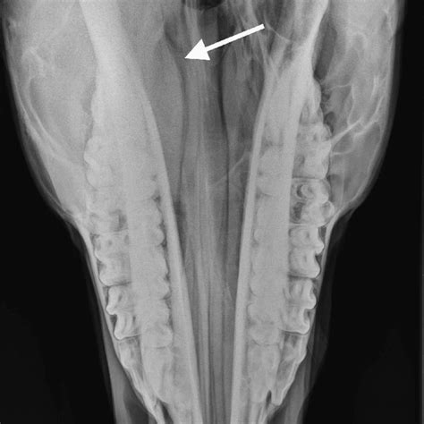 A Complementary Radiographic Projection of the Equine Maxillary Sinus ...