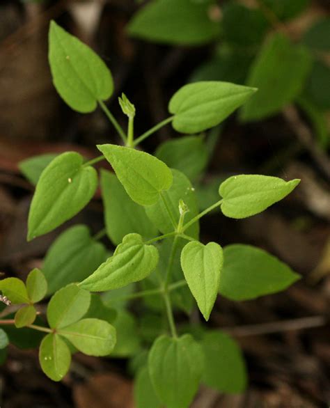 A Complete Review on Rubia Cordifolia