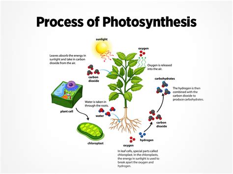 A Comprehensive Guide to Photosynthesis Understanding the Conversion