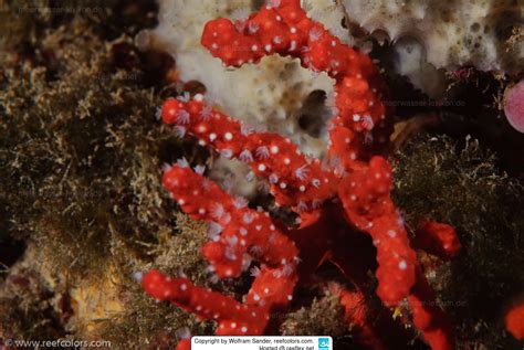 A Contribution to Comprehension of Coral Species Alcyonium …