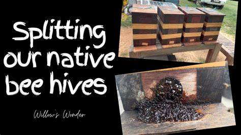 A day of self-sufficiency: Splitting native bee hives ... - MSN - raincitystudios.com