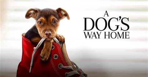 A DOGS WAY HOME
 СМОТРЕТЬ ОНЛАЙН