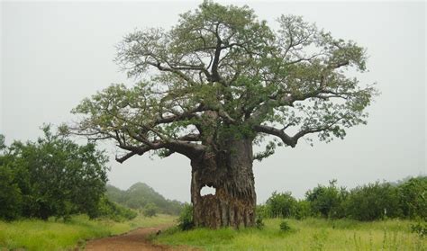 A Day Trip to Gonarezhou National Park - Bush Story Singita