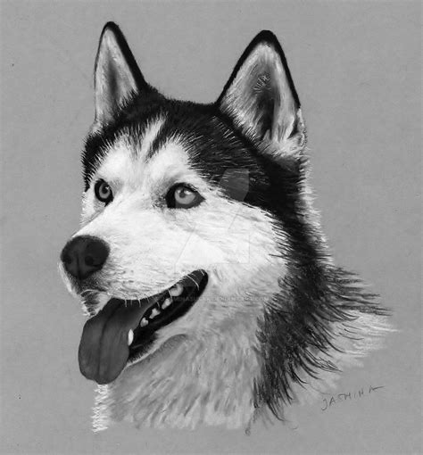 A Drawing Of A Husky