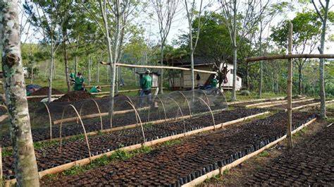 A Field Guide to Reforestation in the Philippines - raincitystudios.com