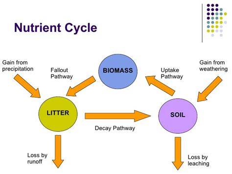 A forest nutrient cycling and biomass model (ForNBM) based on year ... - raincitystudios.com