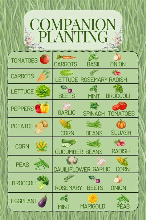 A Full Guide to Companion Plants for Your Garden - raincitystudios.com