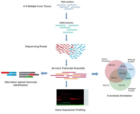 A full-length transcriptome and gene expression analysis ... - Springer - raincitystudios.com