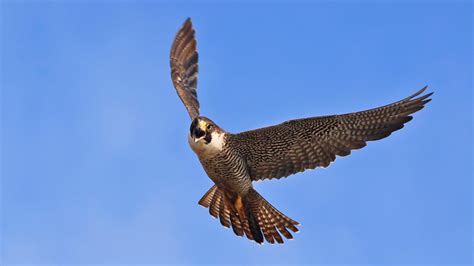 A Falcon Flies