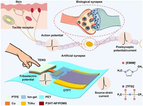 A Flexible Tribotronic Artificial Synapse with Bioinspired ... - Springer